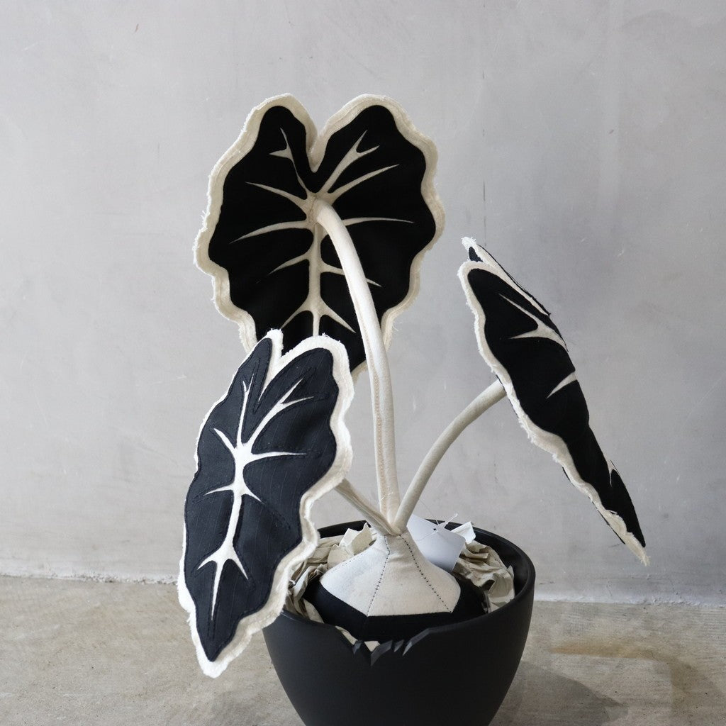 Black Alocasia #BLACK [HBA23-711]